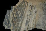 Pennsylvanian Horsetail (Calamites) Plate - Kentucky #181395-3